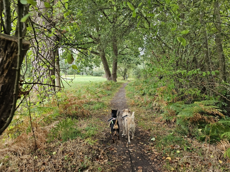Boswandeling Kontich met hond vlonderpad Boswandeling Kontich met hond vlonderpad
