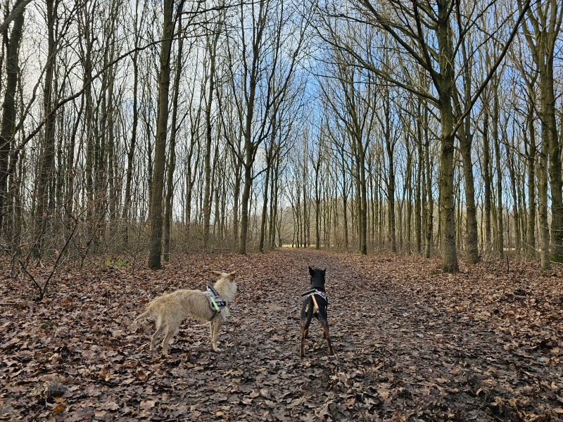 Boswandeling met hond door het Lintbos in Grimbergen