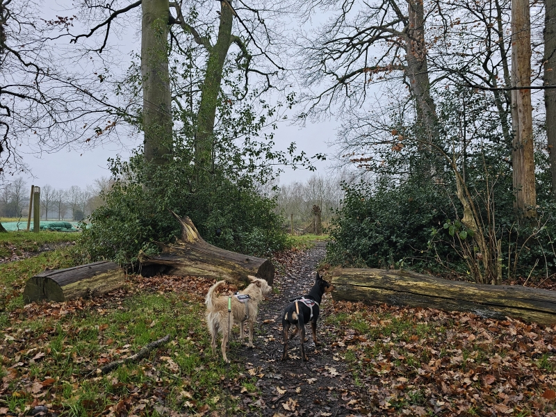 Boswandeling met hond in Aalter