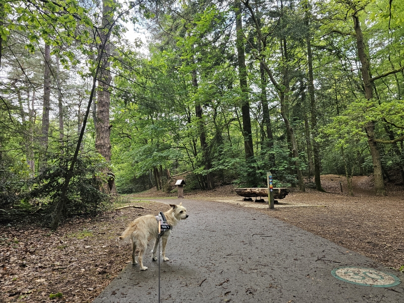 Boswandeling met hond in Appelscha Boswandeling met hond in Appelscha