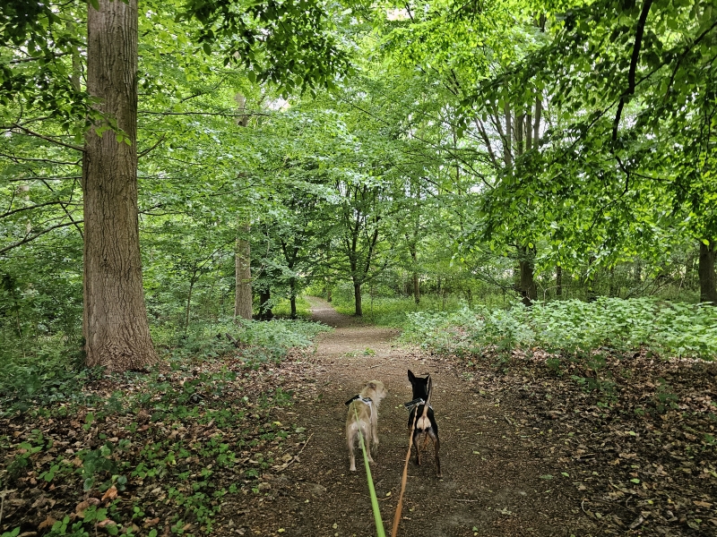 Boswandeling met hond in Ename, Oudenaarde