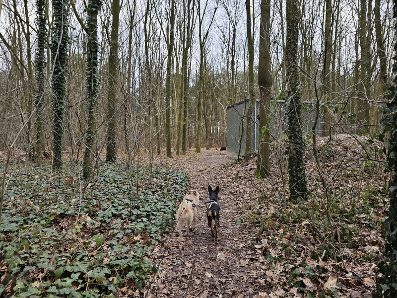 Boswandeling met hond in Lembeke, kaprijke