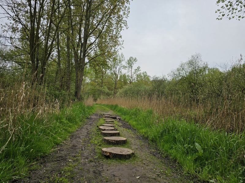 Boswandeling met hond in Mechelen