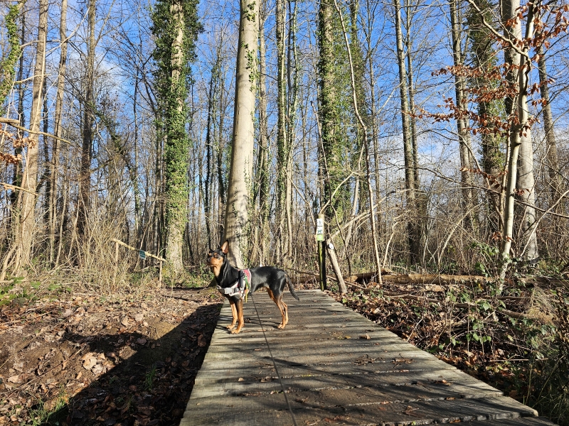 Boswandeling met hond in Oosterzele en Balegem