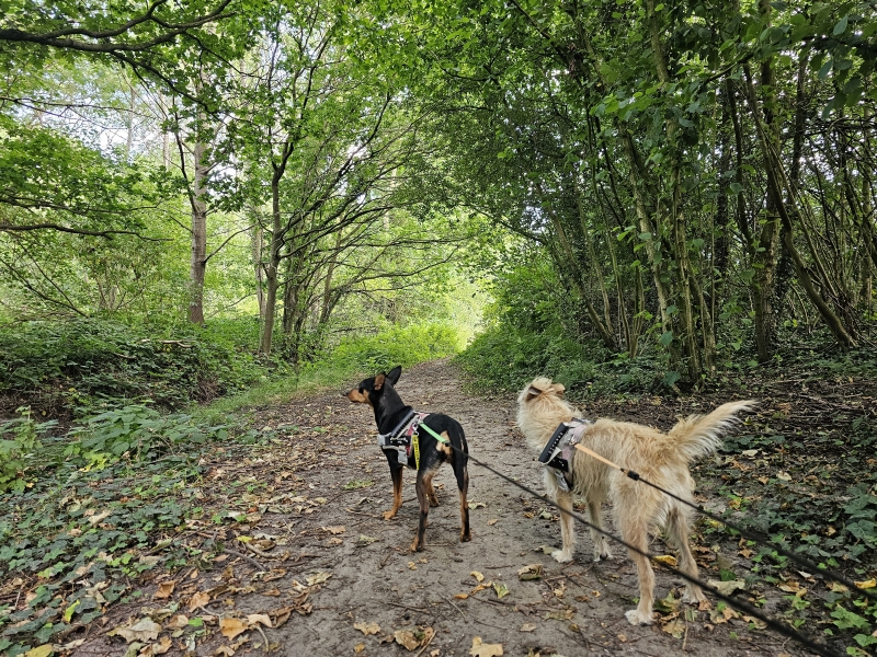 Boswandeling met hond in Ruiselede, Wingene