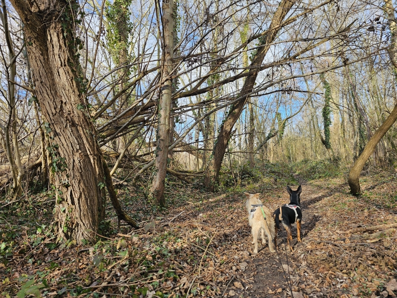 Boswandeling met hond in Zemst, Vlaams-Brabant