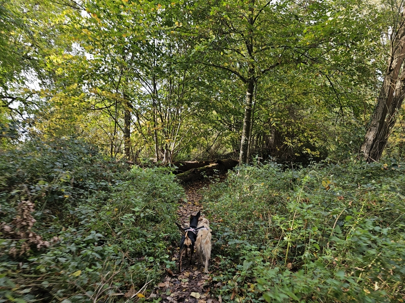 Boswandeling met hond in Zemst-Vlaams-Brabant Boswandeling met hond in Zemst-Vlaams-Brabant
