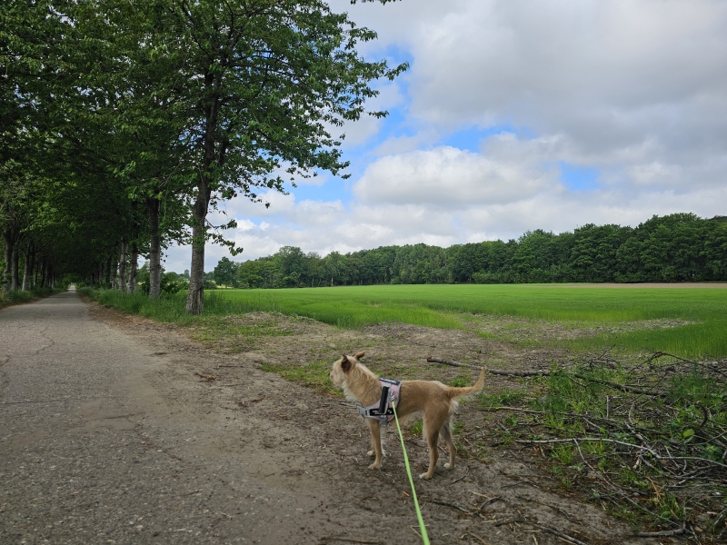 Boswandeling met hond over een vlonderpad in het Wijnendalebos in Ichtegem en Torhout in West-Vlaanderen