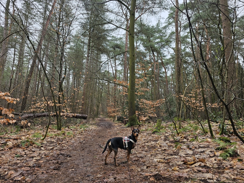 Boswandeling Molenbos