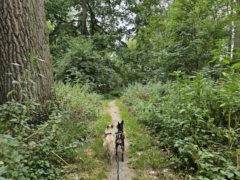 Boswandeling Ninove Nederhasselt met hond Boswandeling Ninove Nederhasselt met hond