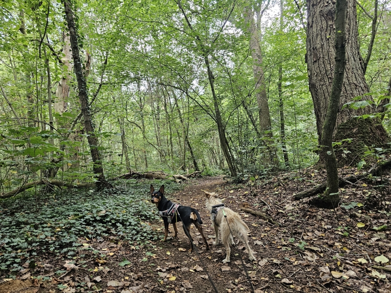 Boswandeling Poederlee met hond in Den Haert 4 of 7 km