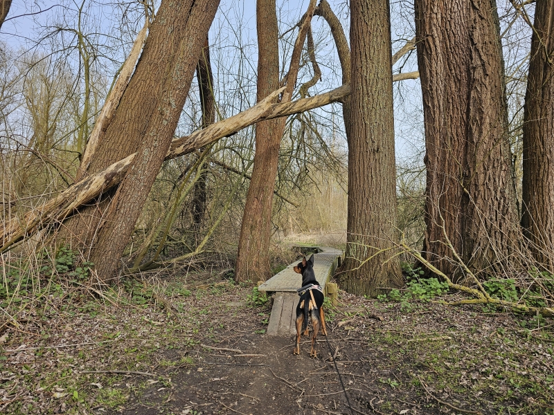 Boswandeling Rumst langs de Oude Netearm met hond Boswandeling Rumst langs de Oude Netearm met hond