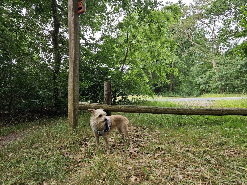 Boswandeling Schoonloo met honden