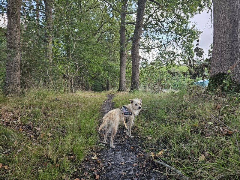 Boswandeling Stekene met hond Boswandeling Stekene met hond