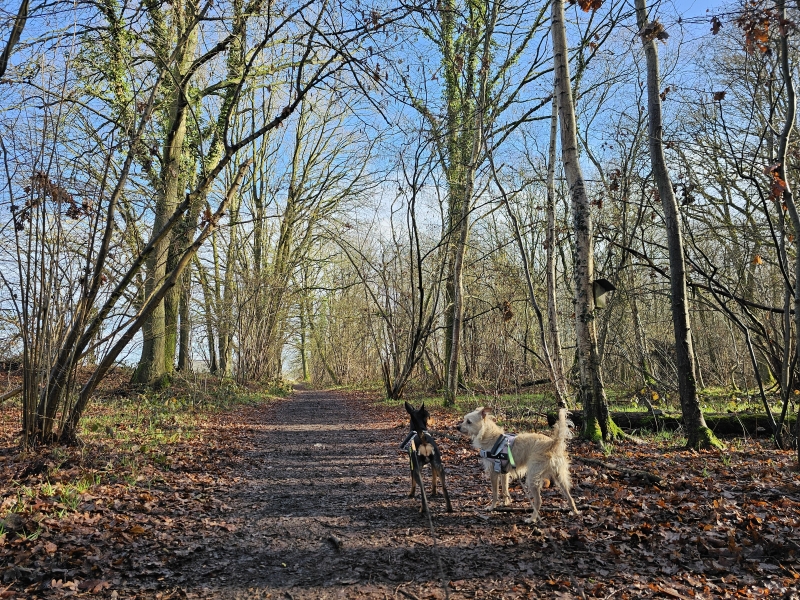 Boswandeling Waverwoud Sint-Katelijne-Waver