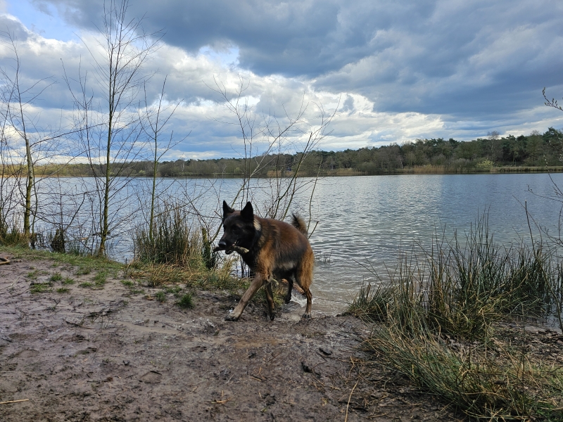 Breda wandelen met hond