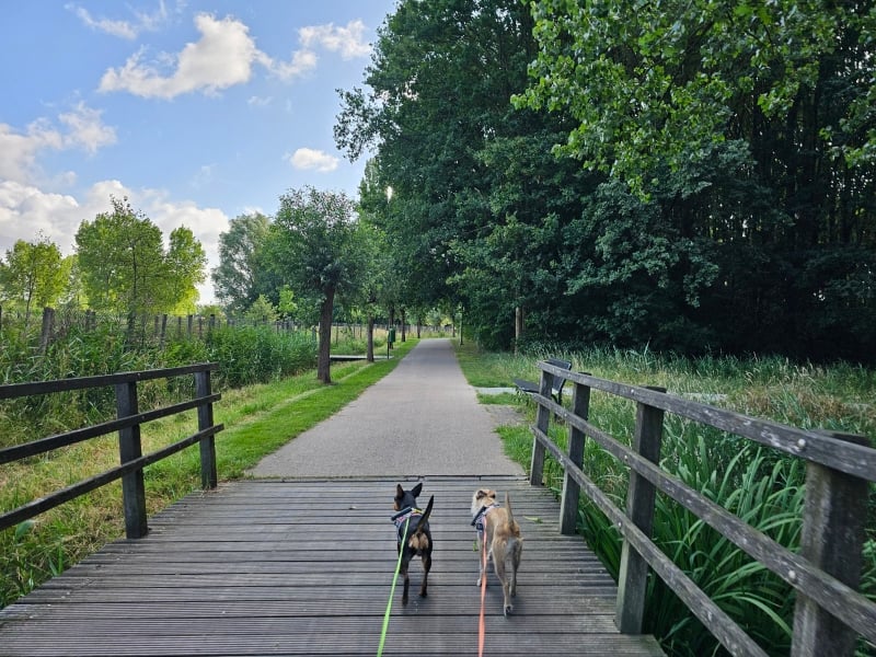 Burcht wandeling met hond