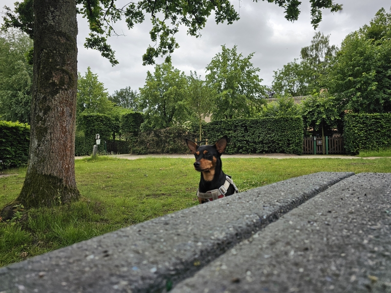 Calleivallei Lichtaart wandelroute 7,7 kilometer met hond Calleivallei Lichtaart wandelroute 7,7 kilometer met hond