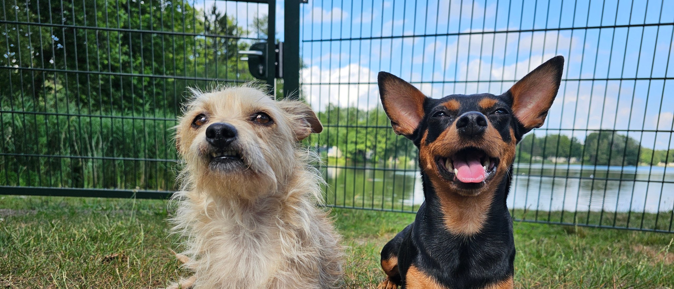 Centerparcs met hond: review over de honden cottages in De huttenheugte in Drenthe, Nederland