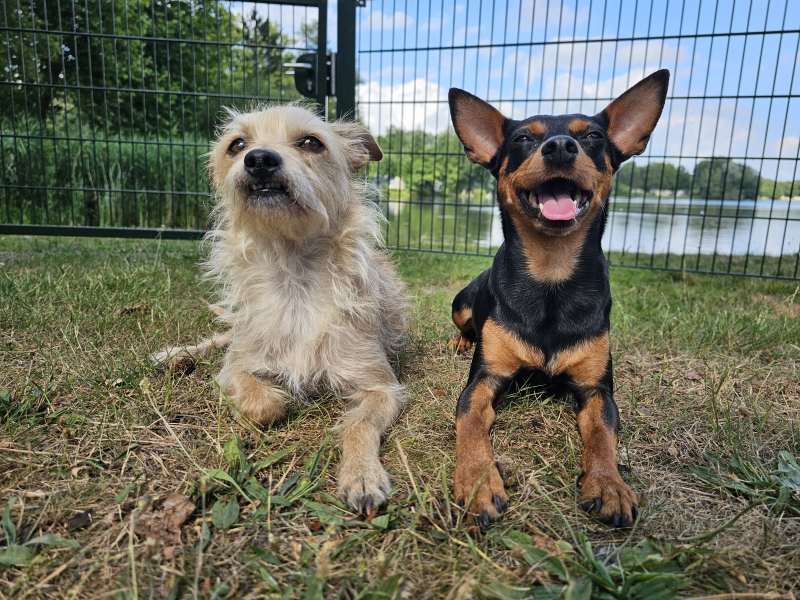 Centerparcs met hond: review over de honden cottages in De huttenheugte in Drenthe, Nederland