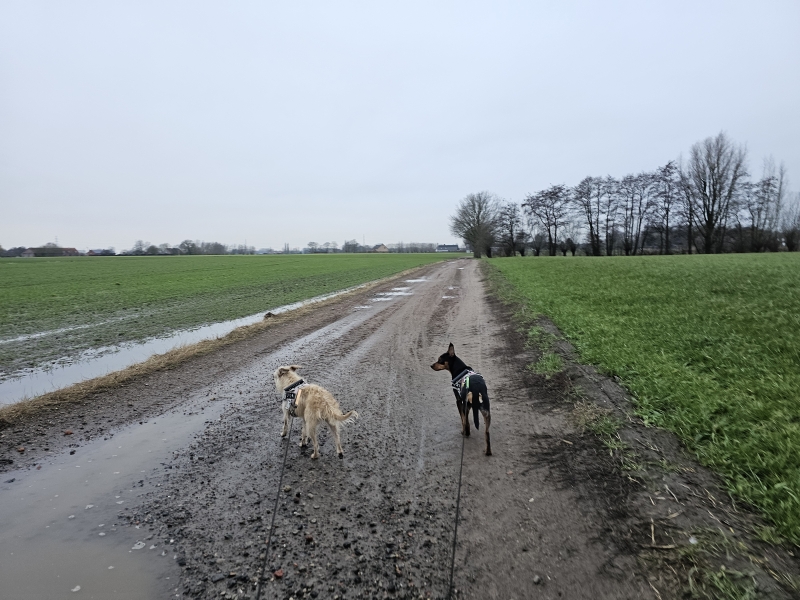 Commandant Rasquin wandelroute met hond in Bornem, Klein-Brabant, Oost-Vlaanderen