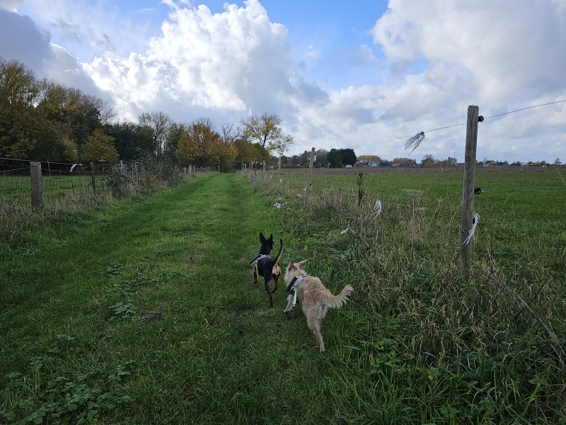 Dalemansbos en wormelaar wandelroute langs trage wegen in Zemst, Vlaams-Brabant Dalemansbos en wormelaar wandelroute langs trage wegen in Zemst, Vlaams-Brabant
