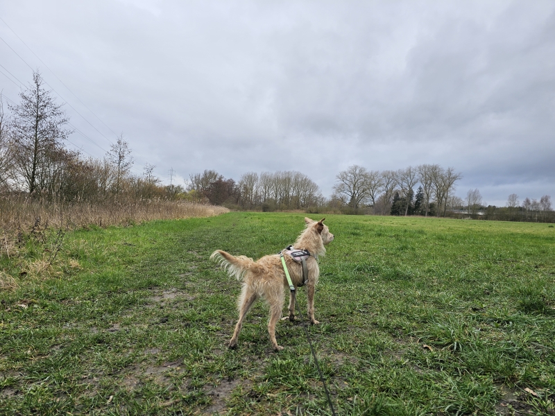 Damvalleipad met hond