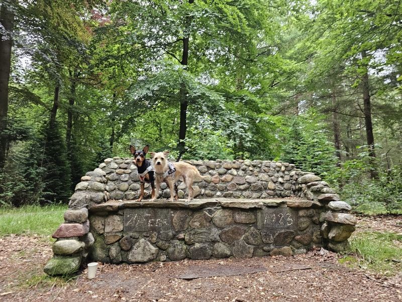 De 100-jarige bank in Boswachterij Schoonloo in Drenthe