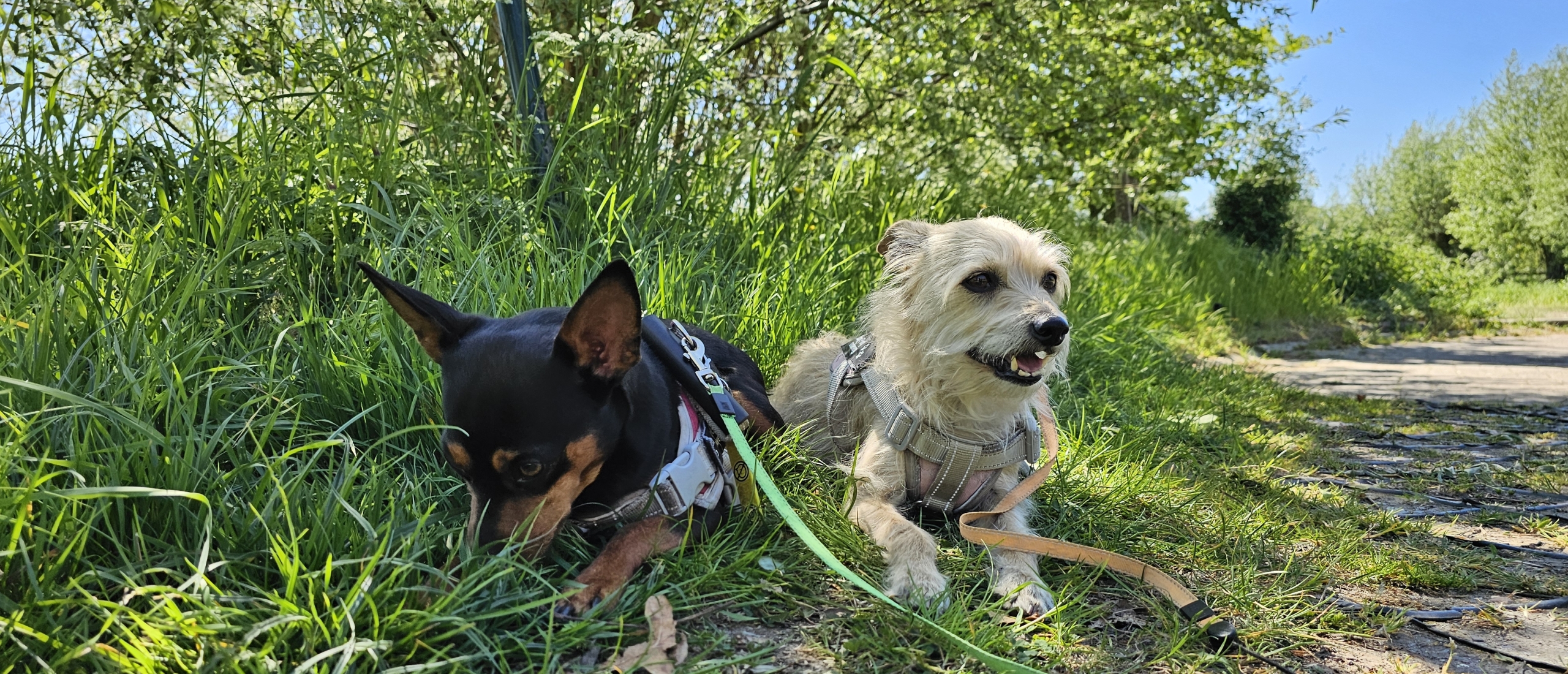 De Afsnee-Keuze wandelroute in Afsnee met hond 9 kilometer