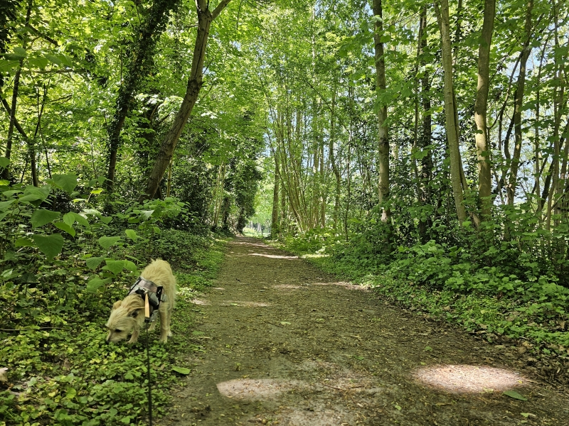 De Albijn van den Abeele wandelroute met hond door de Latemse Meersen De Albijn van den Abeele wandelroute met hond door de Latemse Meersen
