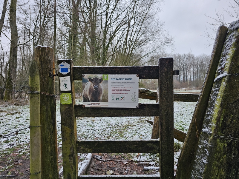 De begrazingszone van de Gallowayrunderen in de Wellemeersen in Denderleeuw