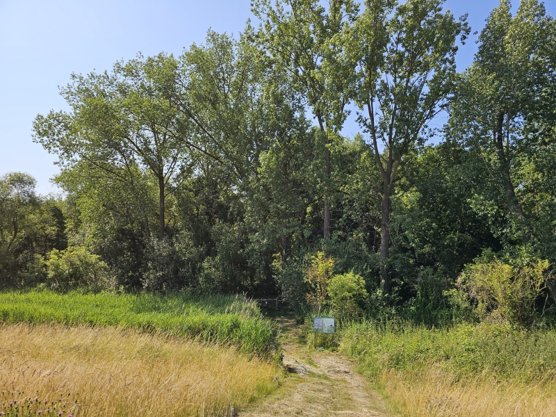 De Biezenweiden, natuurgebied in Willebroek, Heindonk