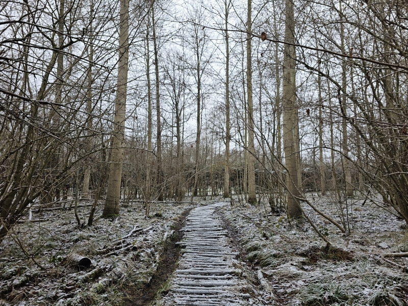 De boomstammenpaadjes in het Kluizenbos