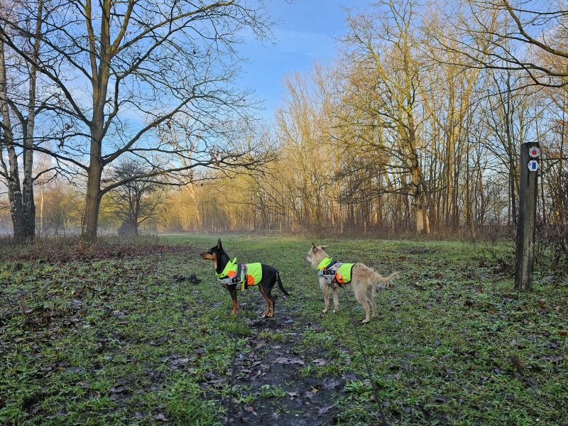 De Bospolder in Ekeren wandelroute