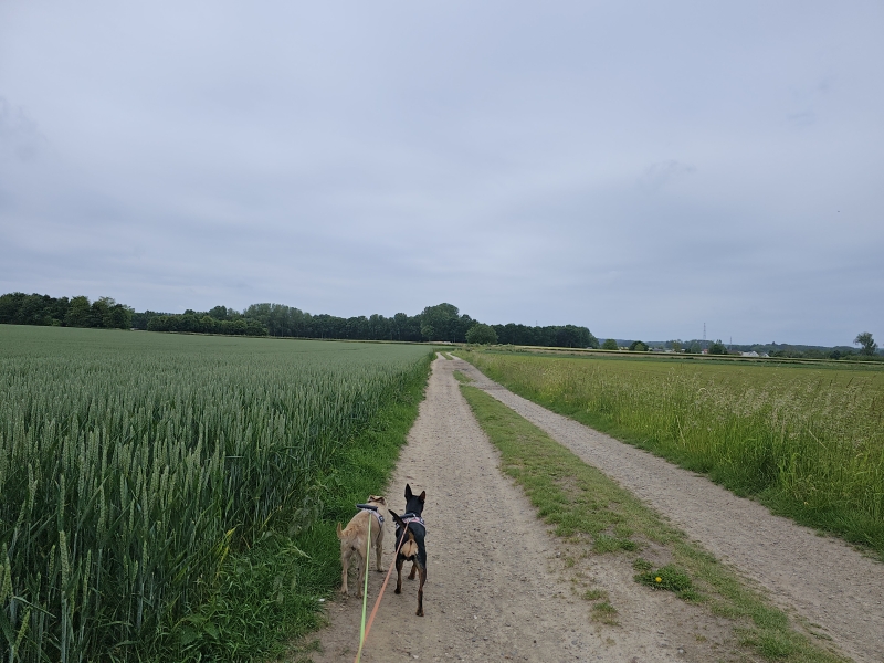 De Callariswandeling in Brussegem met hond