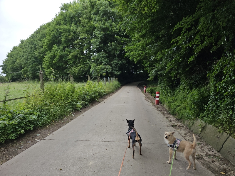 De Callariswandeling via wandelknooppunten in Merchtem