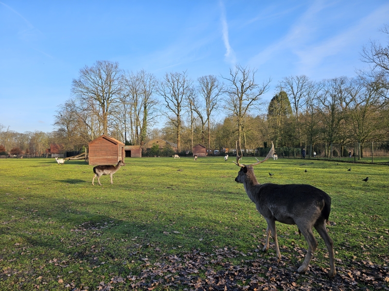 De dieren in het Park van Brasschaat, Antwerpen