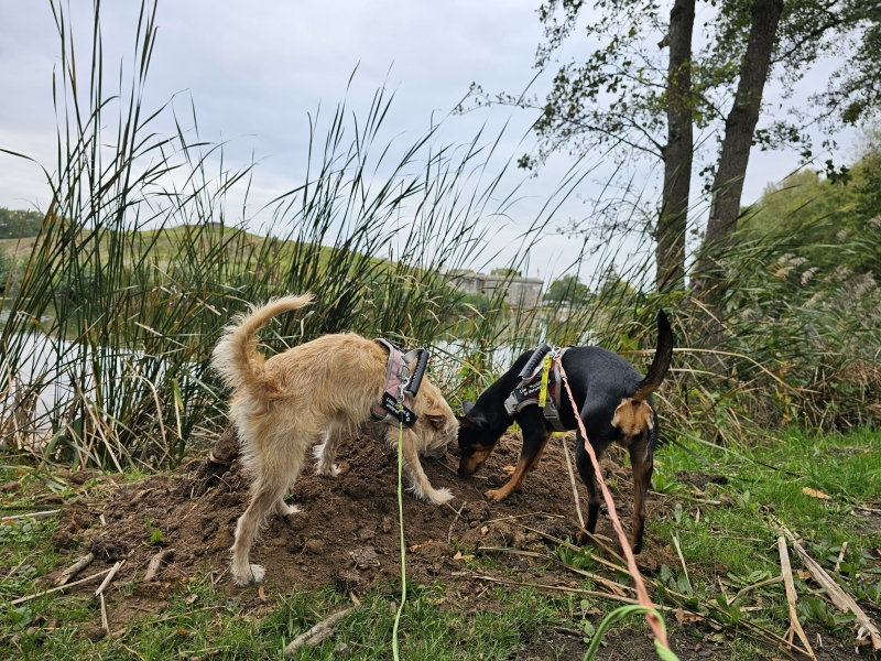 De forten in Antwerpen: Wandelroutes met hond