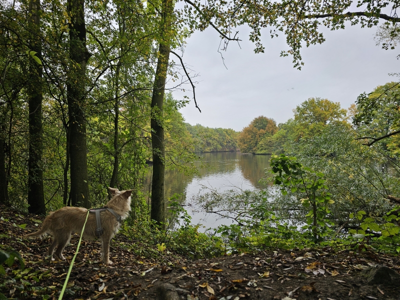 De fortengordel rond Antwerpen: wandelroutes rond de verschillende forten met hond