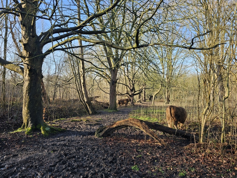 De Galloway runderen in het natuurgebied De Oude Landen in Ekeren, Antwerpen