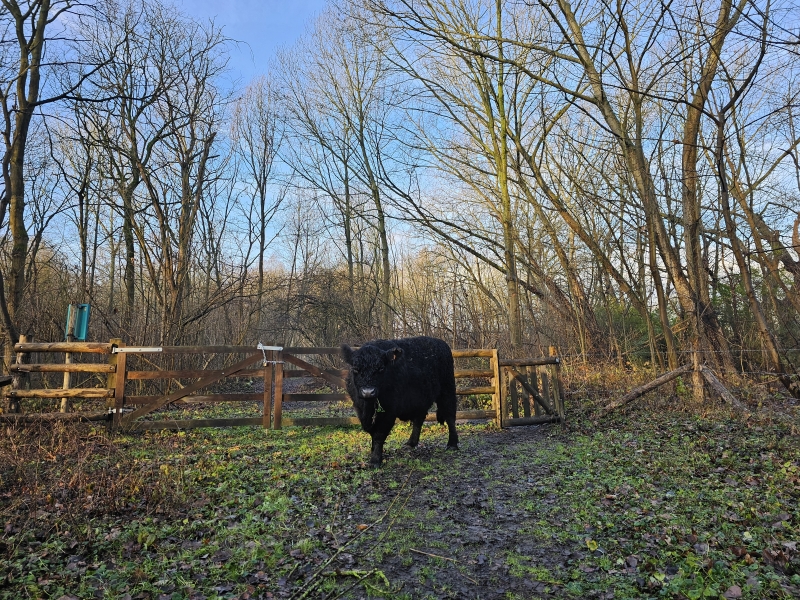 De Gallowayrunderen in de Bospolder in Ekeren