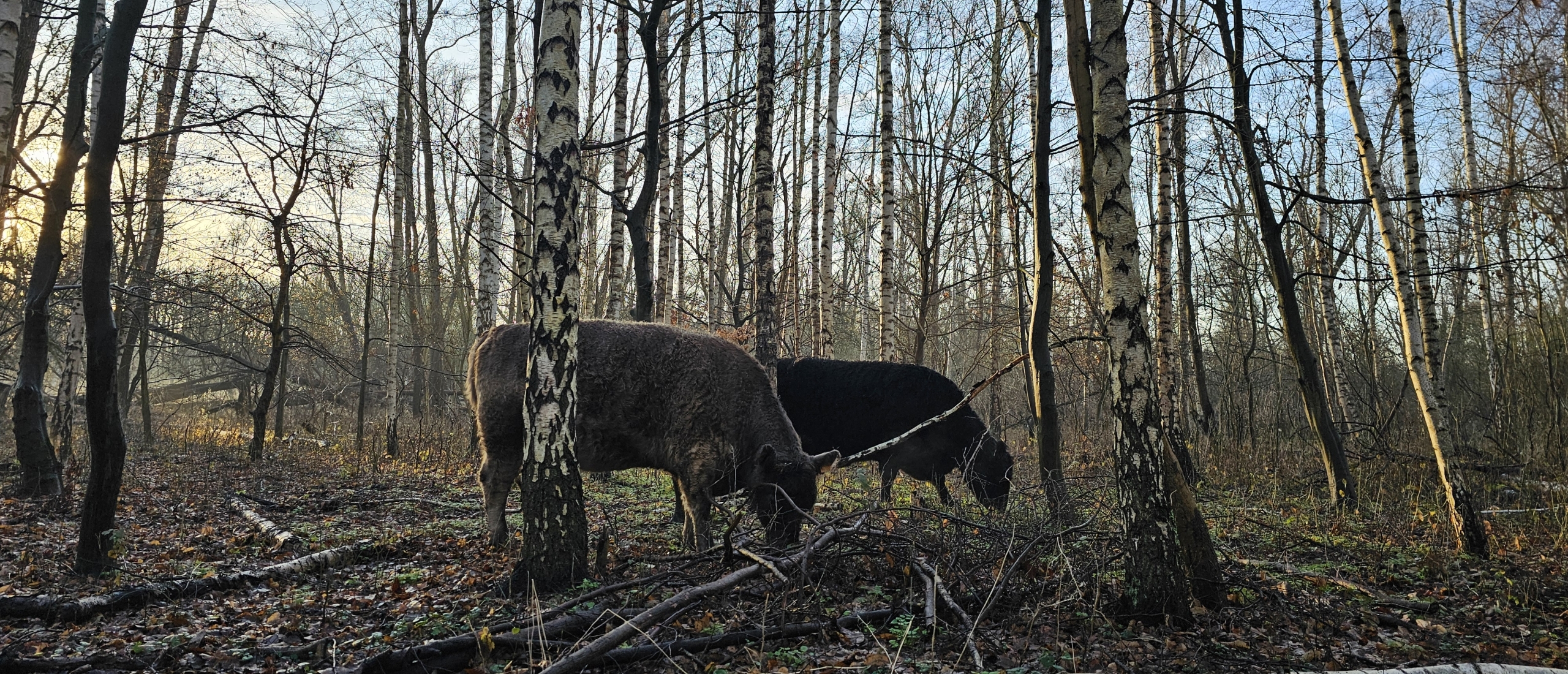 De Gallowayrunderen tijdens de wandeling in de Bospolder en rond de putten van Ekeren en het Ekers Moeras in het domein Muisbroek in Antwerpen met hond