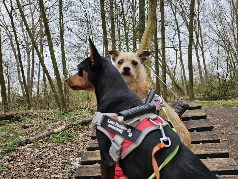 De hangmat in het speelbos Robin Woet in Grembergen