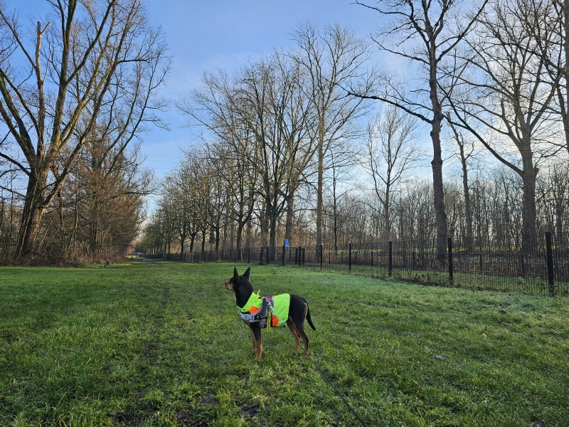 De hondenweide in het domein Muisbroek in Ekeren