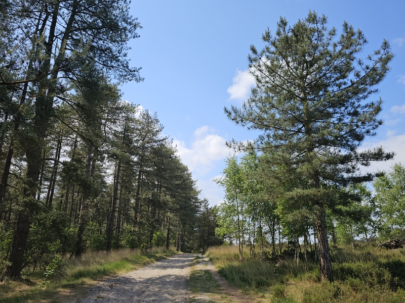 De Kalmthoutse Heide De Mier met hond Nederland