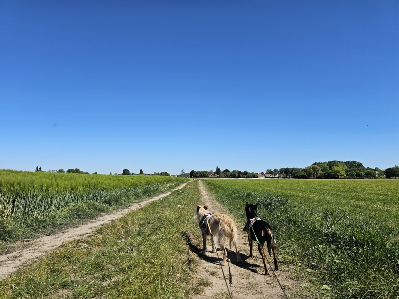 De Keuzemeersen in Afsnee De Keuzemeersen in Afsnee