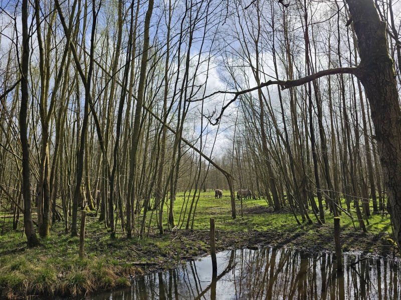 De Konikpaarden in het Stropersbos in Stekene en Sint-Gillis-Waas