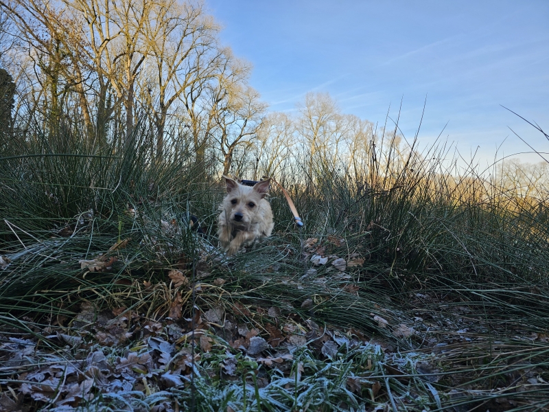 De Koudenbergbeekvallei in Affligem wandelen met hond