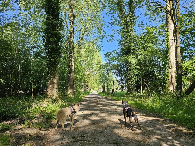 De Latemse Meersen wandelroute De Latemse Meersen wandelroute