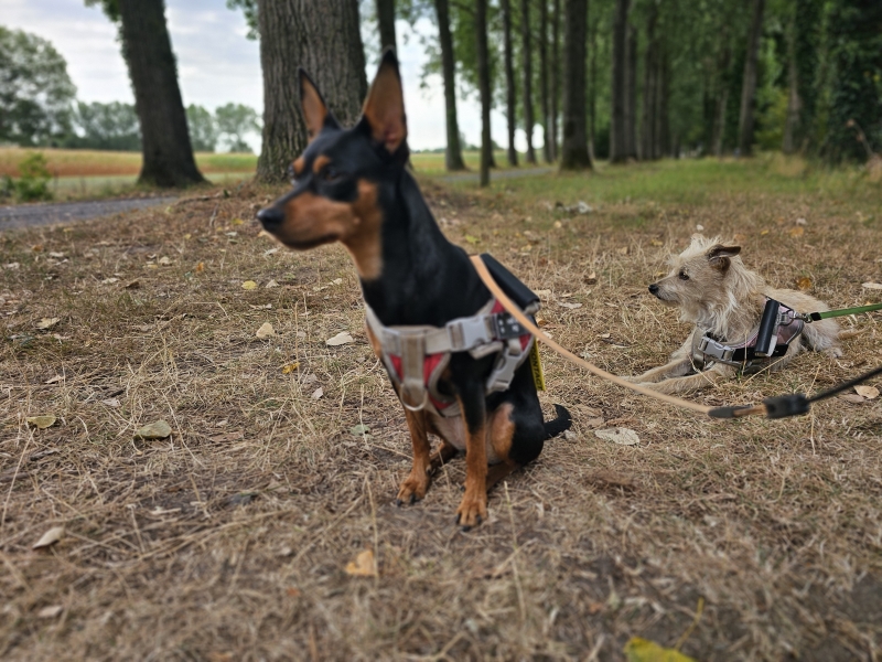 De Linie en De Moervaart: Kruiskapel wandelroute in Eksaarde met hond